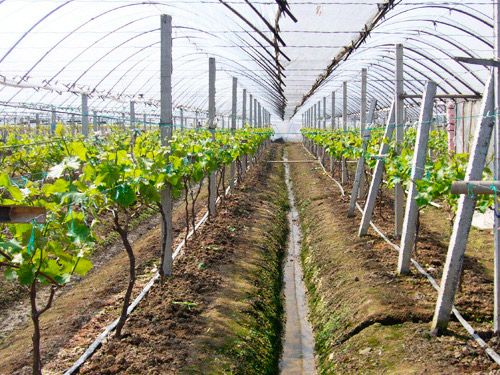 葡萄樹滴灌案例